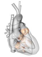 whole transparent heart displaying valves
